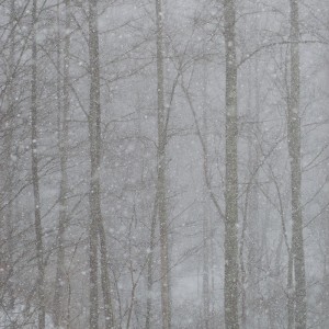 Winter Storm Whiteout